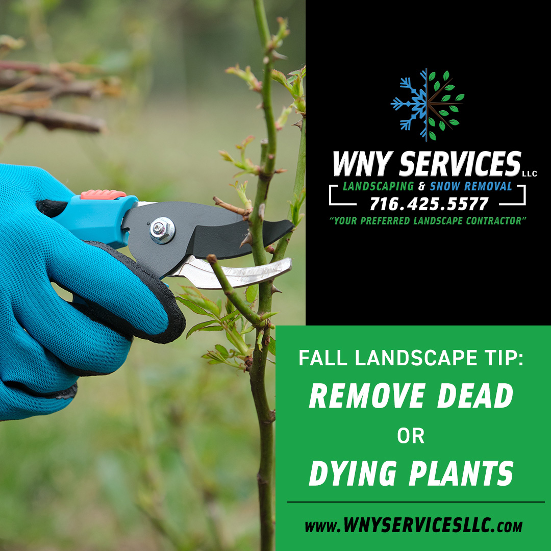 Read more about the article Fall Landscaping Tip: Remove Dead or Dying Plants